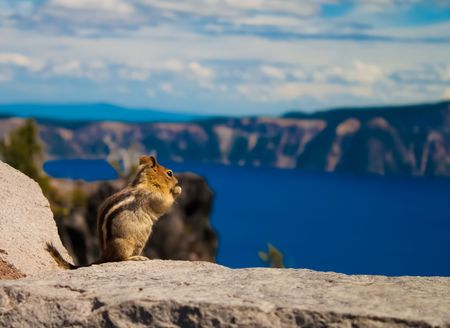Chipmunk at Crater Lake enjoying the viewの写真素材