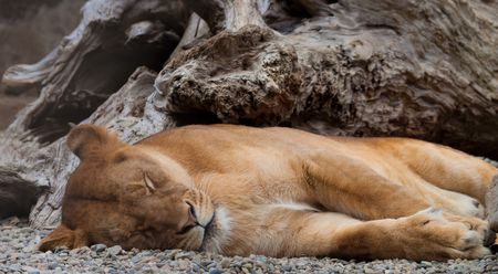 West coast game park, walk thru safariの写真素材