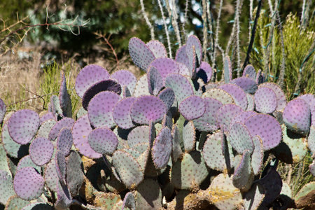 Mid winter in arizona, purple cactus, beautiful natural colorsの写真素材