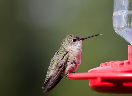 Migrating humming birds feeding in Northern Idahoの写真素材