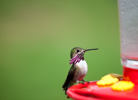 tiny humming birds feeding in northern idahoの写真素材