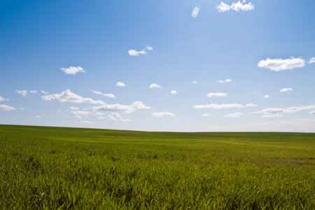wide open grass field on a beautiful spring morning in northern Idaho