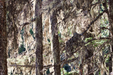 spanish moss on pine trees back lite by the sunshine in montana