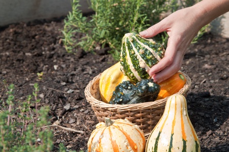 hand collecting fresh gourds in the gardenの写真素材