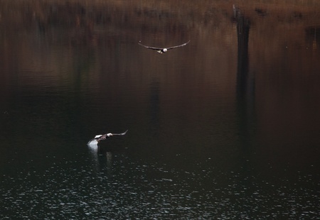 two american bald eagles in northern idaho fishing in the lakeのeditorial素材