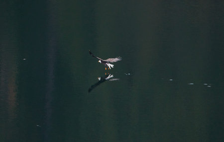 Bald eagle fishing on a lake with a dark reflective still surface