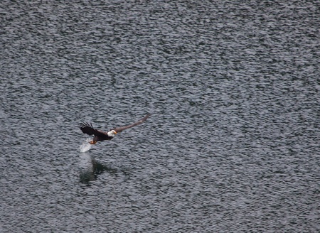 Bald eagle fishing on a lake with a dark reflective still surfaceのeditorial素材