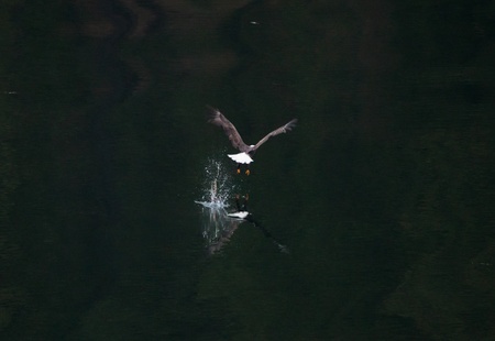 bald eagle perched on a tree in northern idaho  mid december 2011のeditorial素材