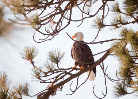 Bald eagle on a tree in coeur d alene idaho, mid december