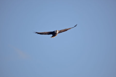 Bald eagle in the air fishing in coeur d alene lake in Idaho