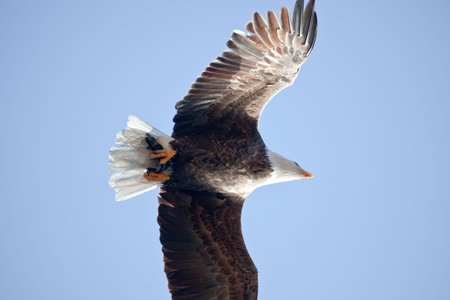 Bald eagle in the air fishing in coeur d alene lake in Idaho