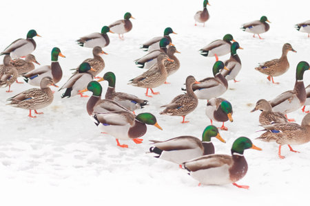 group of wind ducks in snow, idaho, north americaの写真素材