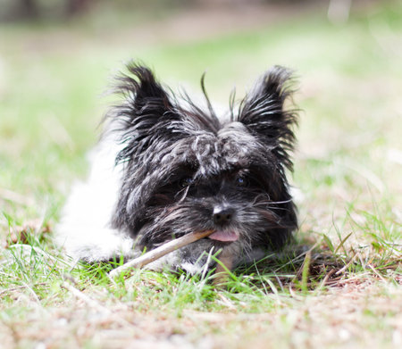 small pomeranian puppy playing outdoors on a bright sunny day