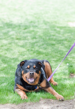 adult female rottweiler laying on green grass on a sunny morningの写真素材
