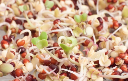 broccoli sprouts growing out of small seeds with diferent colorsの写真素材