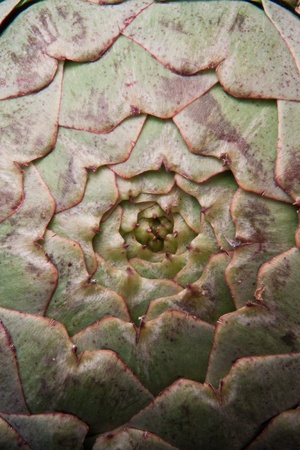 closeup of an artichoke center as a pattern or backgroundの写真素材