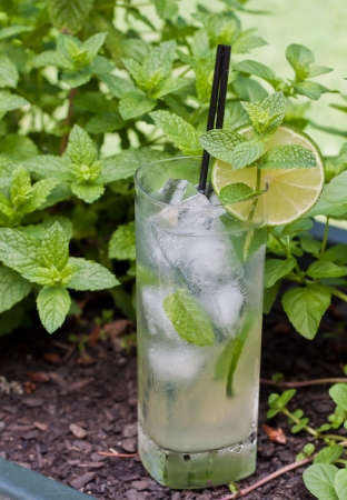 fresh mint and lime outdoors, to garnish a mojitoの写真素材