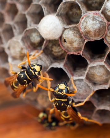 Yellow jackets guarding a new nest waiting for the newbornsの写真素材