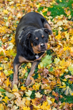 purebred female Rottweiler laying on golden autumn leavesの写真素材
