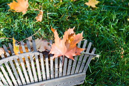 closeup of a rake and autumn leaves over green grass