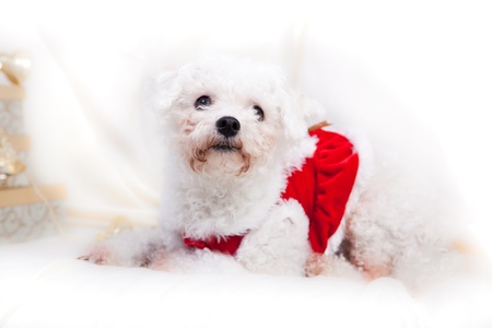 small white dog isolated on white with golden gifts for christmasの写真素材