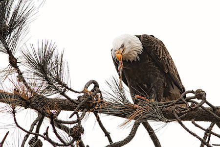 american bald eagle eating a freshly caught fishの写真素材