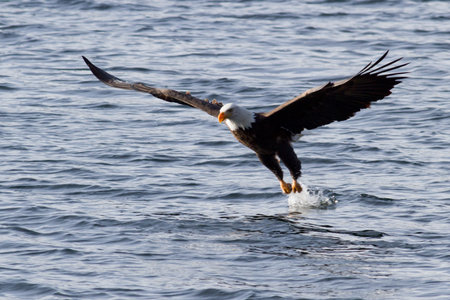 american bald eagle gliding looking for food mid december in idahoの写真素材