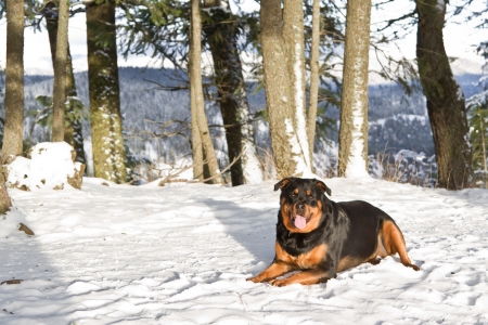 adult female rottweiler on a mountain top covered in snowの写真素材