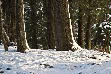snow covered ground with large trees in the forestの写真素材