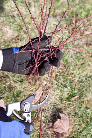 closeup of a hand with gardening gloves trimming spiky plants