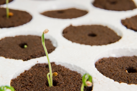 plants growing in pods in a indoor gardening kitの写真素材
