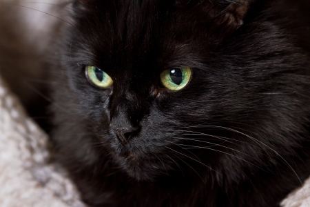 closeup of a black long haired cat with beautiful eyes sleeping on a bedの写真素材