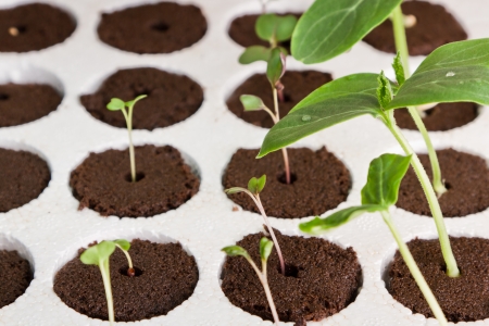plants growing in pods in a indoor gardening kitの写真素材