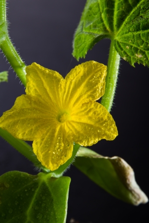 cucumber plant blooming early spring, closeup and detail of the yellow flowerの写真素材