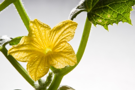 cucumber plant blooming early spring, closeup and detail of the yellow flowerの写真素材