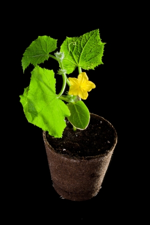 back lit cucumber plant  on a dark background with bright yellow bloomの写真素材