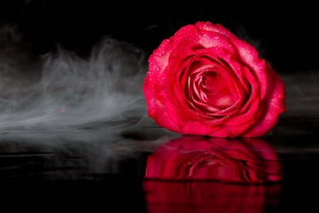 dramatic shot of a single rose with fog on a dark settingの写真素材