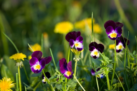 beautiful wild purple pansies growing with other yellow flowersの写真素材