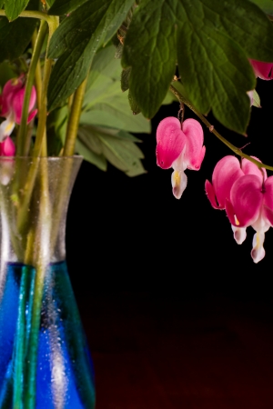 bleeding heart flowers in a blue vase isolated on a black backgroundの写真素材