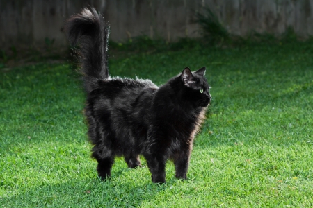 black cat standing on fresh cut grass on a sunny afternoonの写真素材