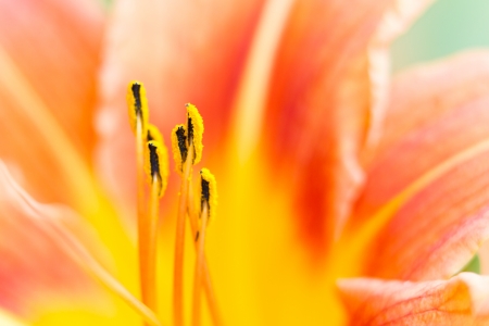 closeup of an orange day lily flowerの写真素材