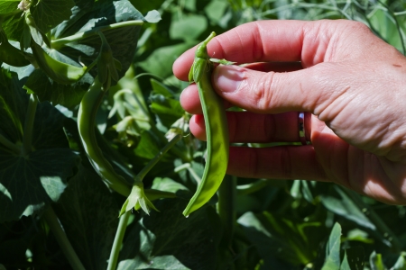 closeup of a woman's hand picking and holding pea pods in the gardenの写真素材
