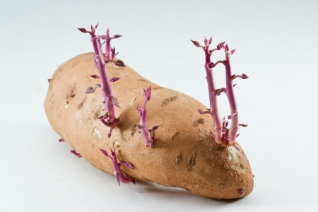 sweet potato isolated on a white background with fresh new growths on itの写真素材