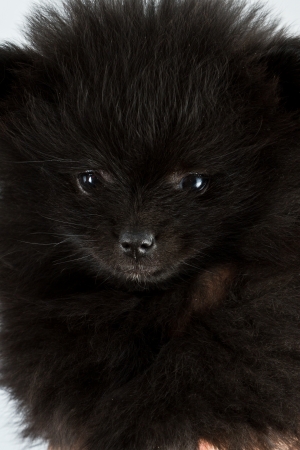 pure bread baby pomeranian  isolated on a white backgroundの写真素材