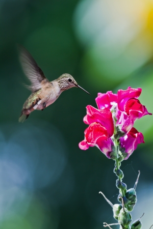 closeup of humming birds flying and feeding on red snap dragons with a green out of focus backgroundの写真素材