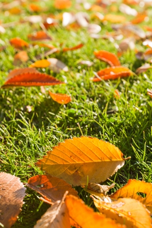 background of autumn leaves over green grass in Idahoの写真素材