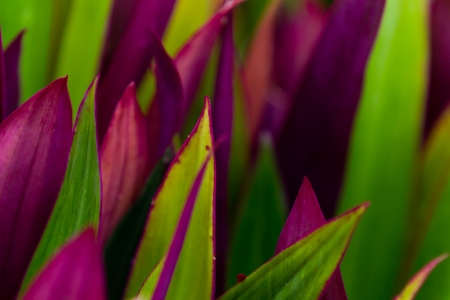 close up of tropical plants colorful vivid leavesの写真素材