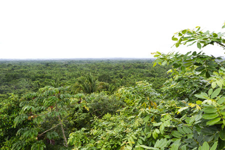 view of the jungle form the top of a mayan temple in Lamanai Belize