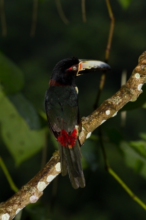 Aracari toucan perched on a branch in the rainforest of Belizeの写真素材