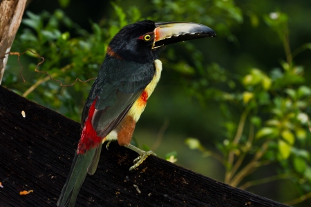 Aracari toucan perched on a branch in the rainforest of Belizeの写真素材